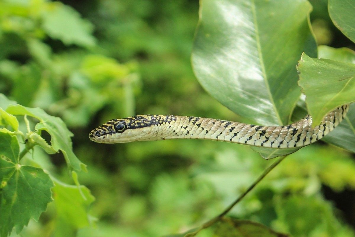 ハイオビトビヘビ　Shutterstock.com