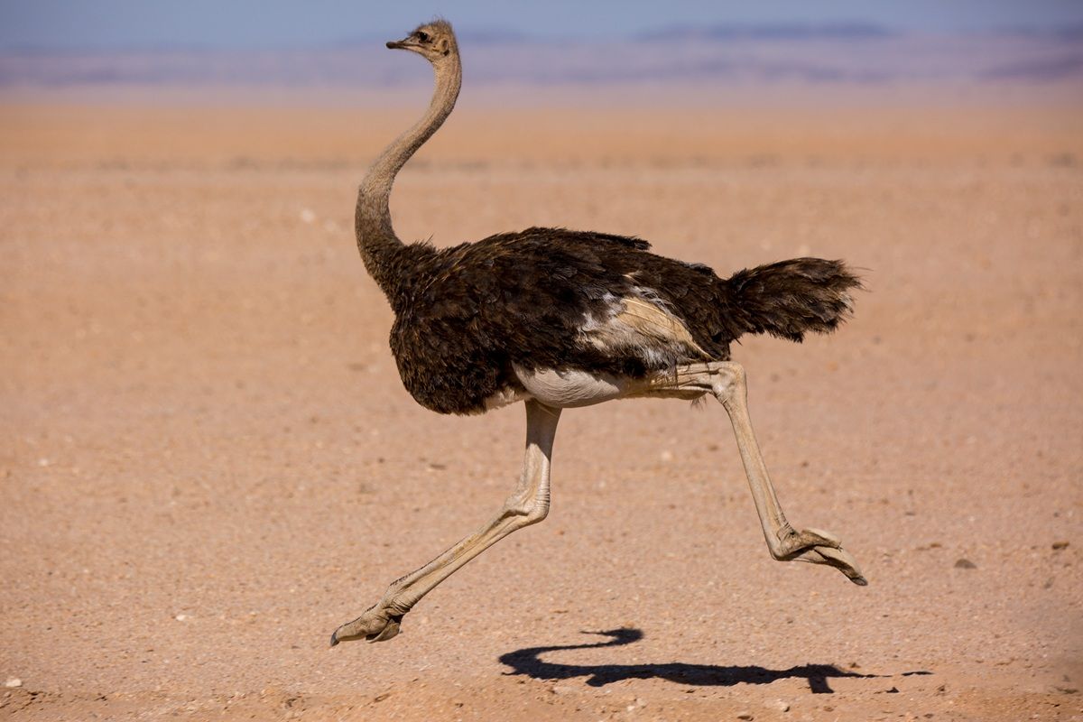 ダチョウ　Shutterstock.com
