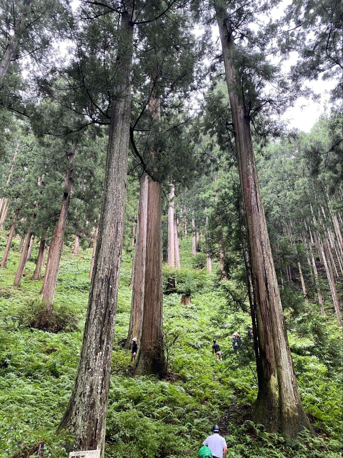 奈良県 吉野の森林