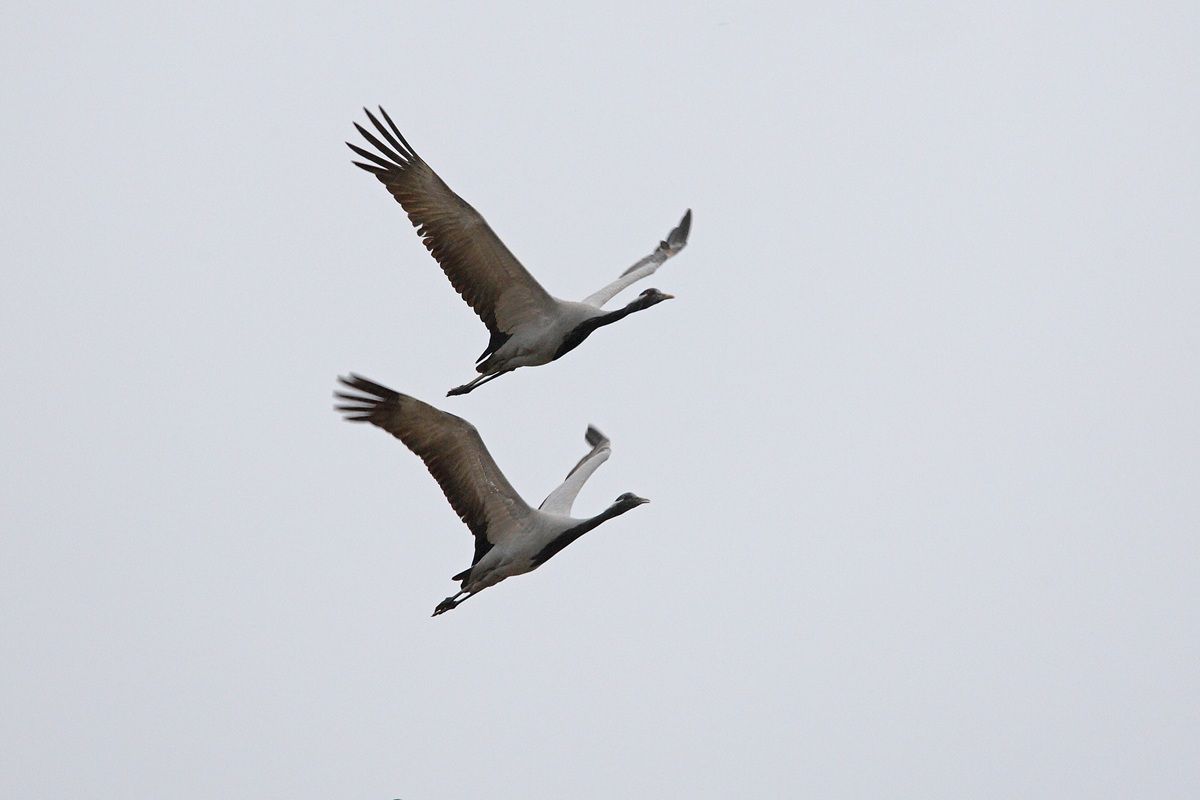アネハヅル（Shutterstock.com）