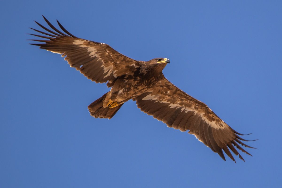 ソウゲンワシ（Shutterstock.com）