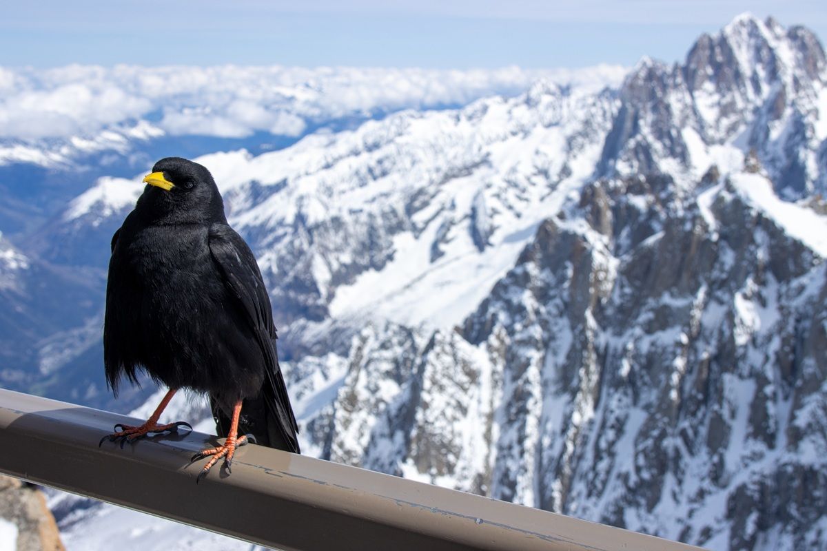 キバシガラス（Shutterstock.com）