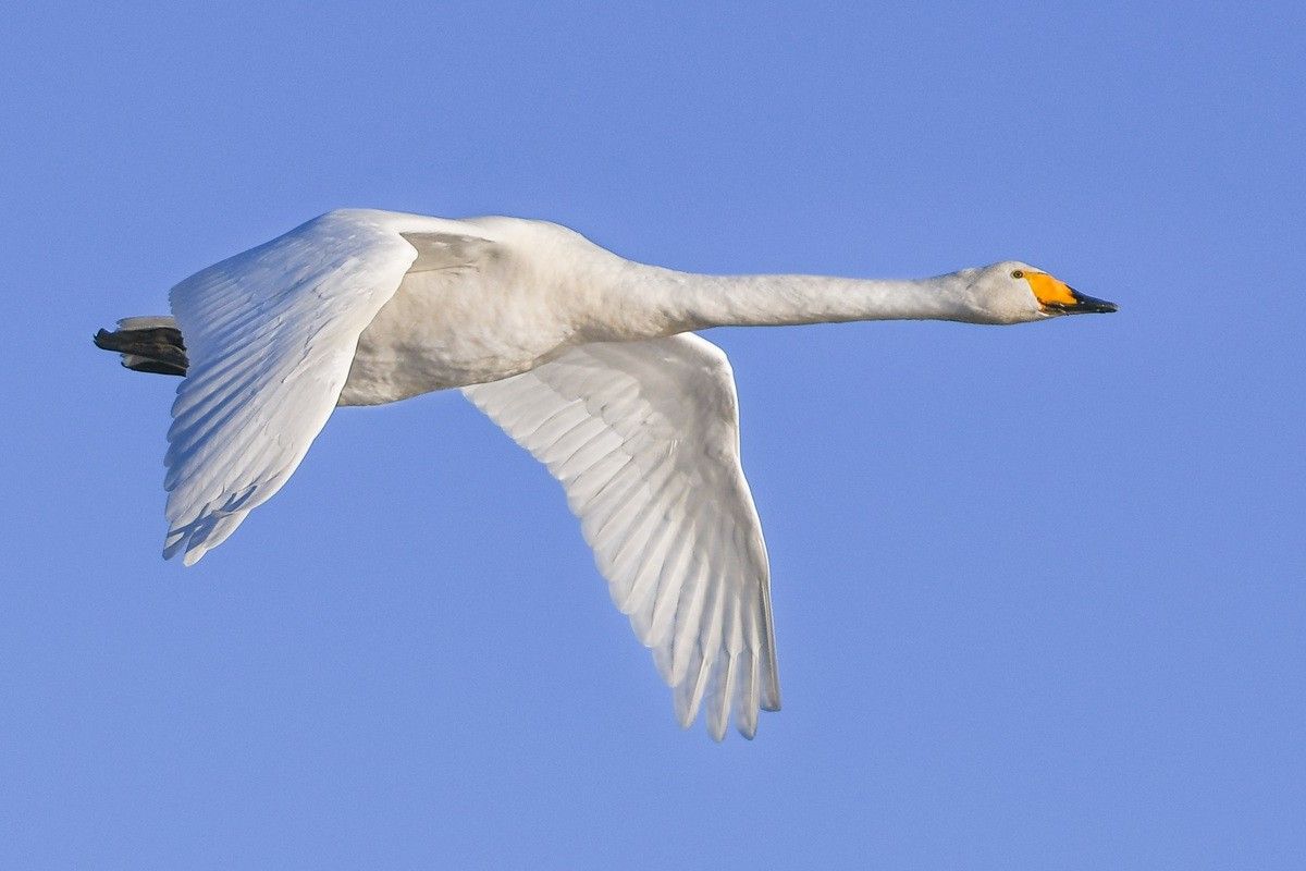 オオハクチョウ（Shutterstock.com）