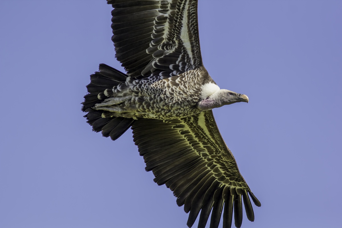 空をイメージする鳥 空を旋回する鳥 | しょうがない