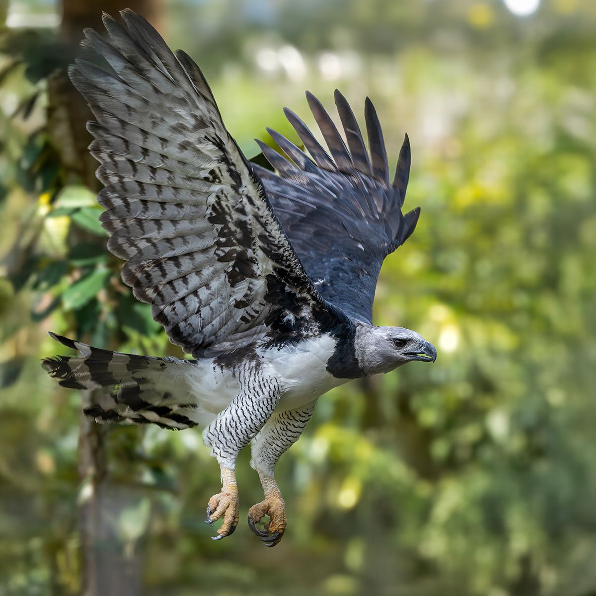 オウギワシ（Shutterstock.com）