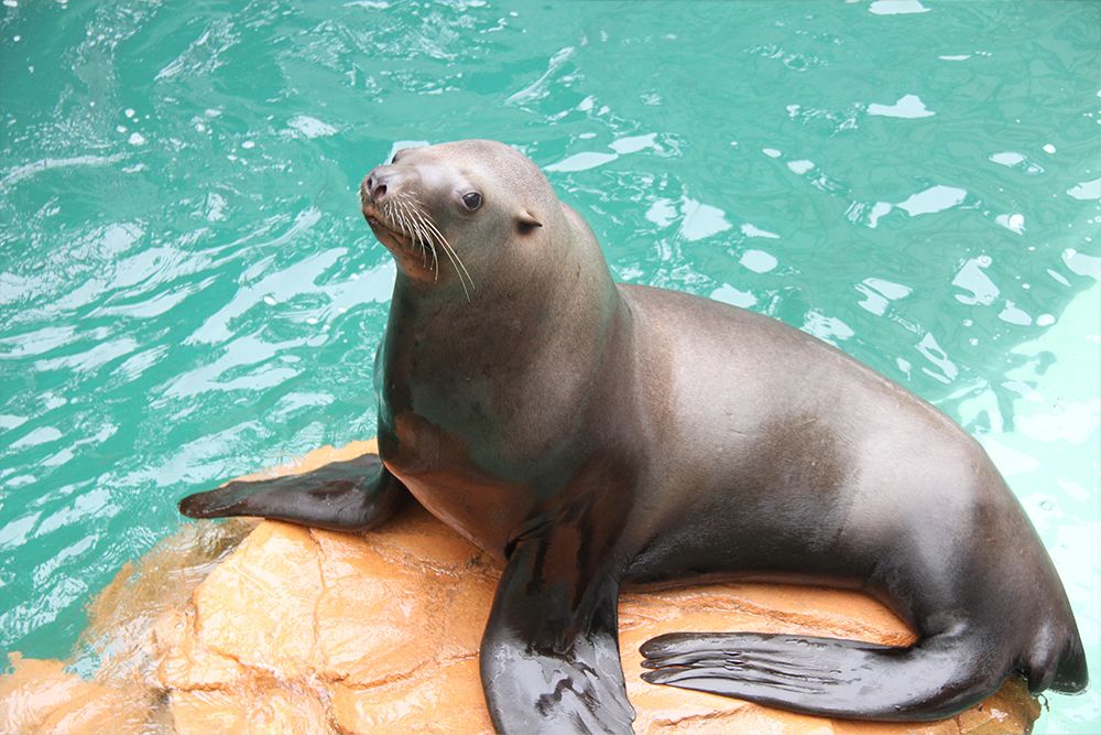城崎マリンワールドのトド、ハマ。