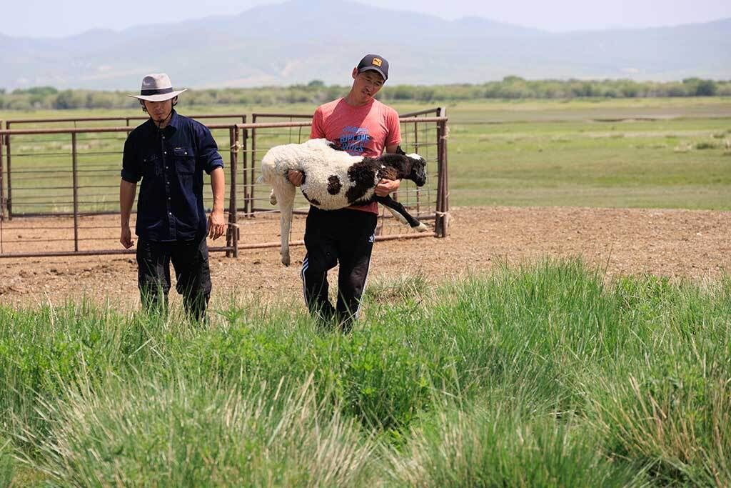 ご主人が子羊を抱えた瞬間、これから何が始まるのか、羊はわかっているのだろうか