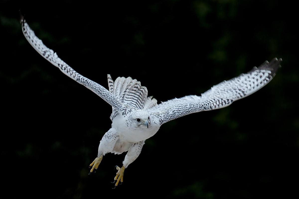 main_image_6f5c722e3a44e93f491