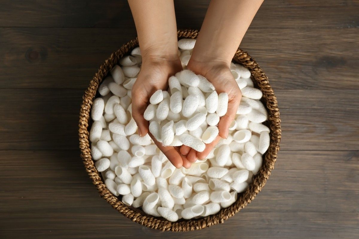 カイコの繭（Shutterstock.com）