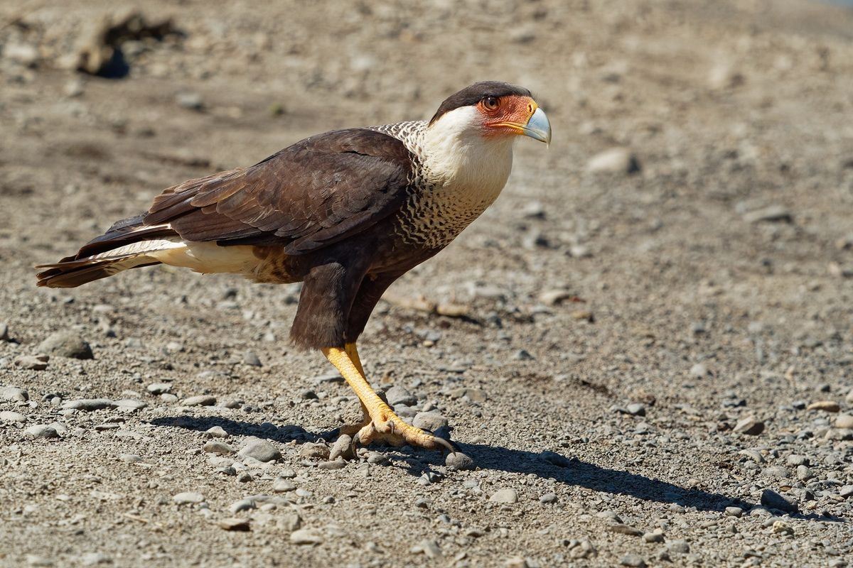 カンムリカラカラ（Shutterstock.com）