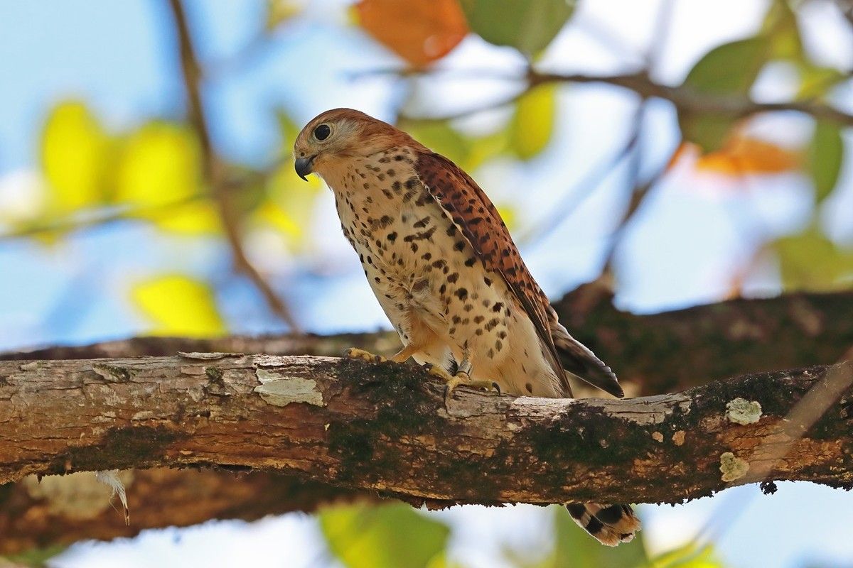 モーリシャスチョウゲンボウ（Shutterstock.com）