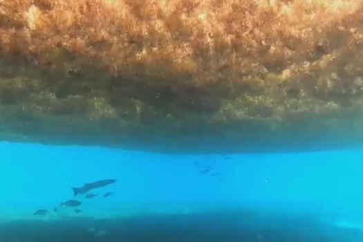 著者提供（Wonderfulengineering.com）