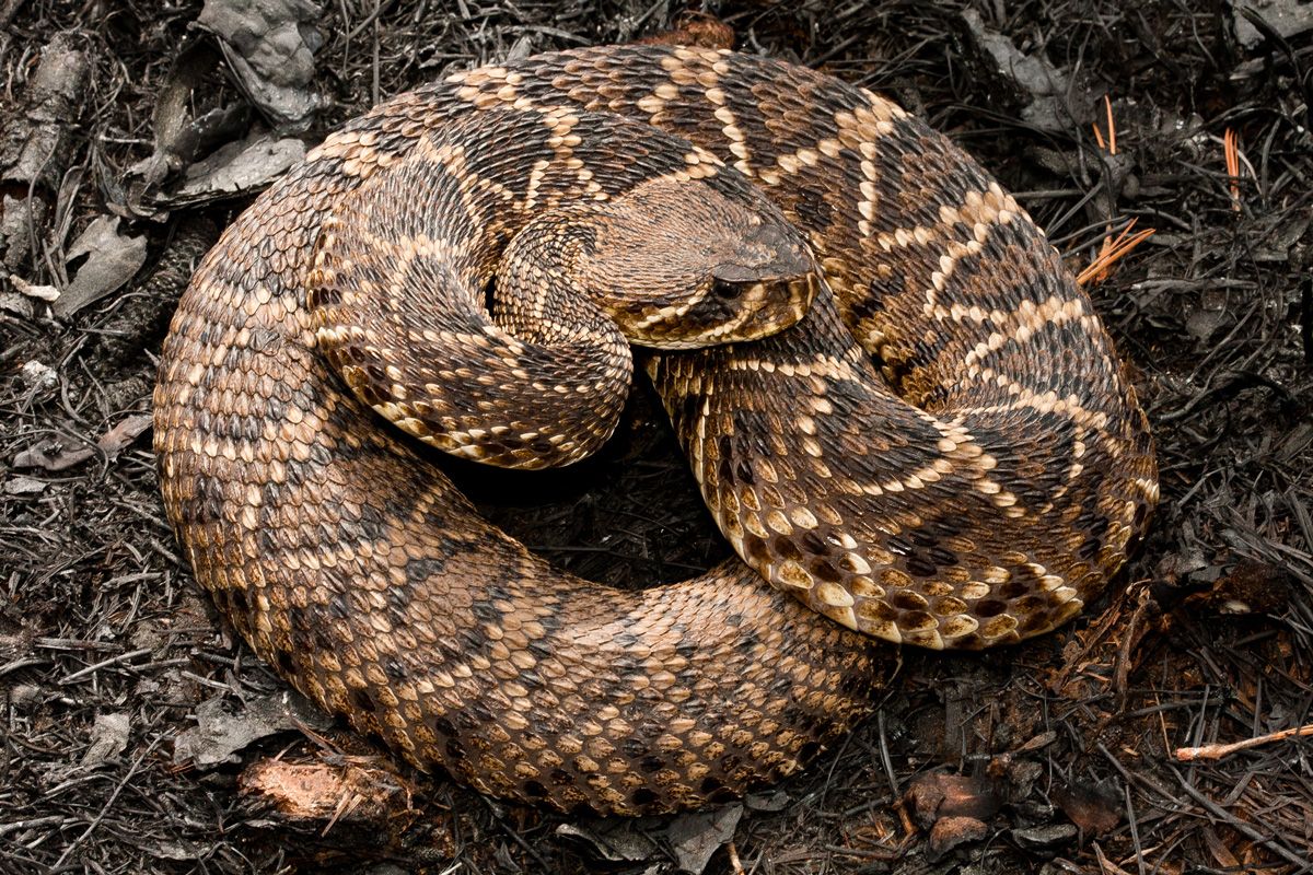 ヒガシダイヤガラガラヘビ（Shutterstock.com）