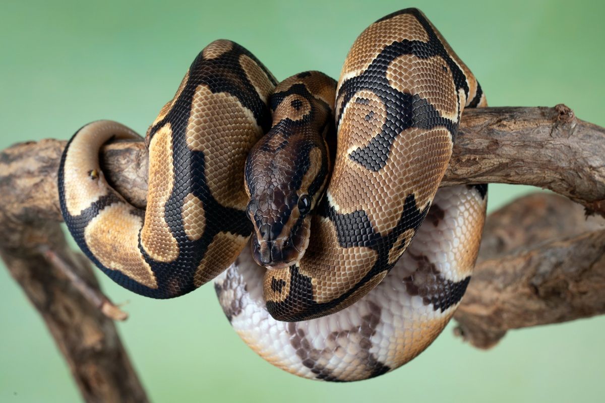 ボールニシキヘビ(Shutterstock.com)