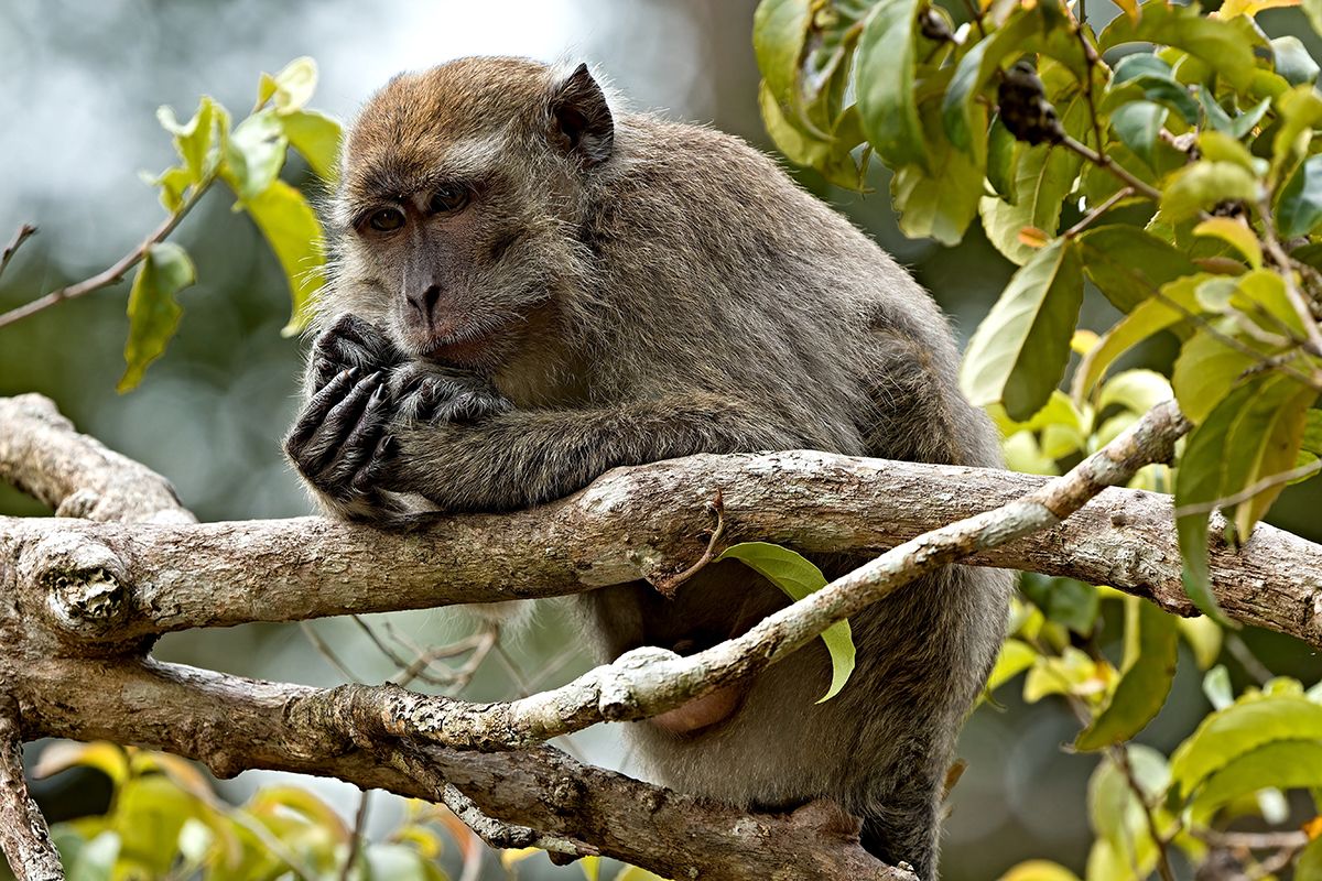 カニクイザル（Shutterstock.com）