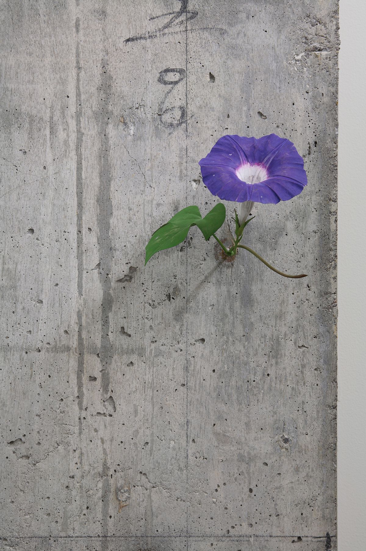 須田悦弘 Yoshihiro Suda『朝顔 Morning Glory　2010』(c) Yoshihiro Suda / Courtesy of Gallery Koyanagi