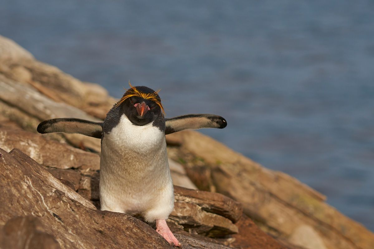 マカロニペンギン(Shutterstock.com)