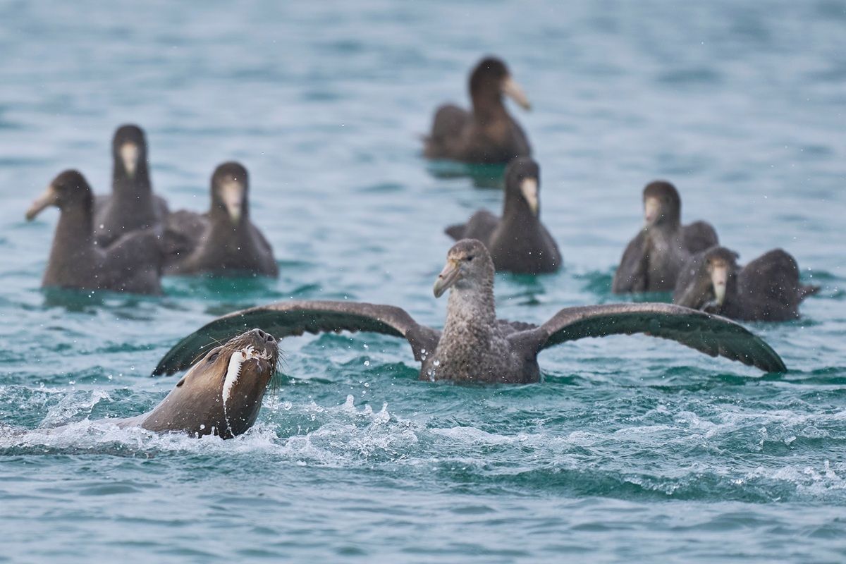 オオフルマカモメ(Shutterstock.com)