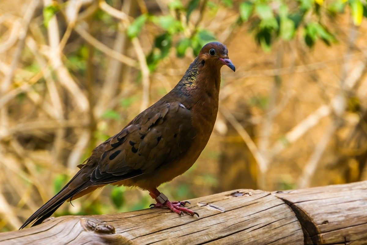 野生下で絶滅したソコロナゲキバト（Shutterstock.com）