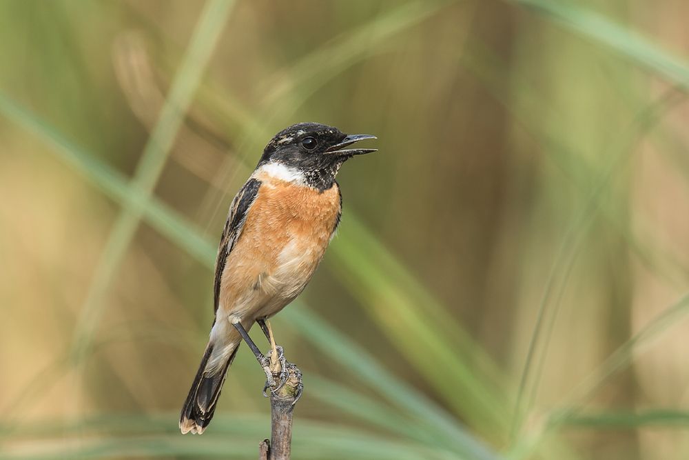 ノビタキ（Getty images）