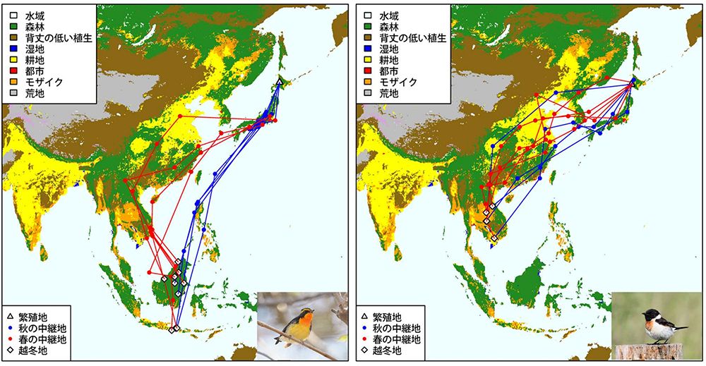 左がキビタキの渡りの経路、右がノビタキの渡りの経路。