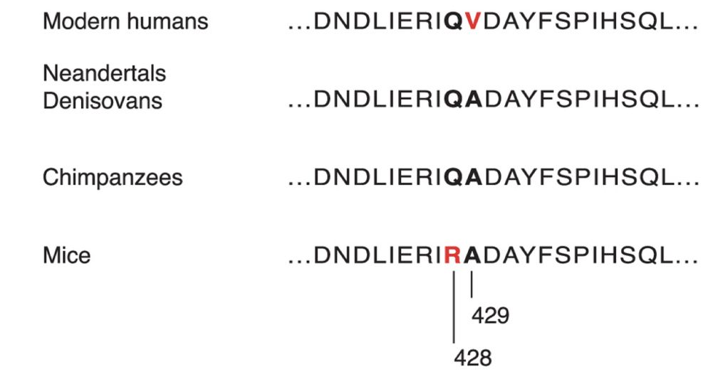 上から、現生人類、ネアンデルタール人とデニソワ人、チンパンジー、マウスのADSL酵素の遺伝子配列。現生人類の赤で示した429番目のアミノ酸がほかと違っている。マウスの428番目の変異はADSLの機能に影響していなかった。