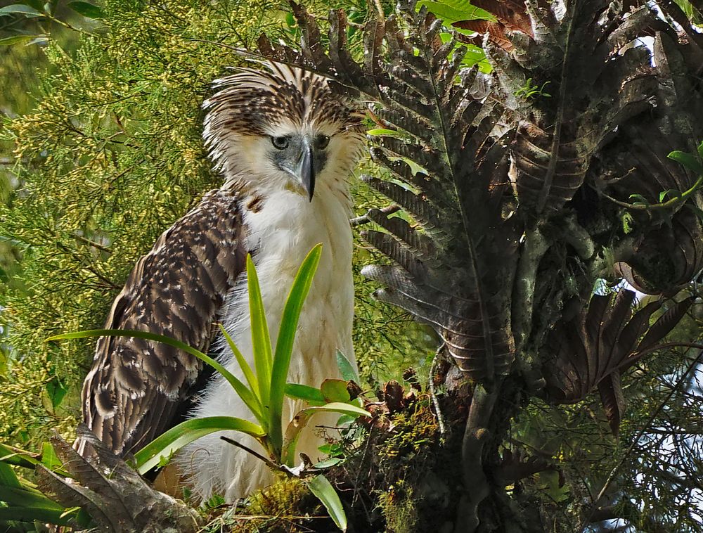 フィリピンワシ（Shutterstock.com）