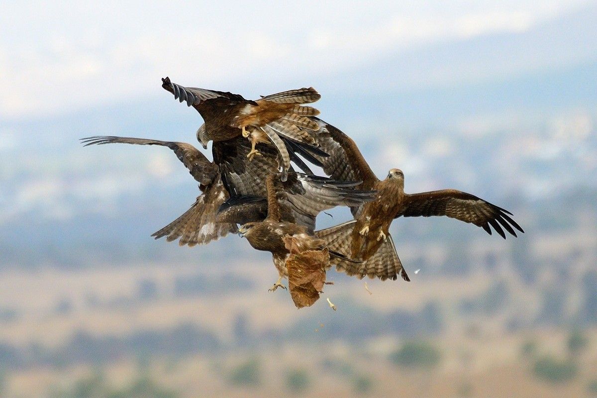 餌を奪い合うトビ（Shutterstock.com）