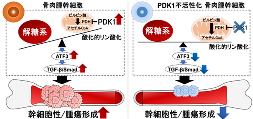 KDP1を不活性化すればエネルギーも断たれてがん細胞の活動が低下する。