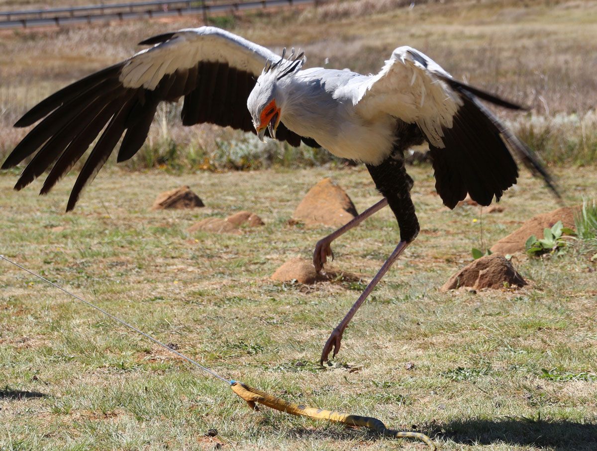 ヘビクイワシは獲物を見つけると、強じんな脚を使って超高速で蹴りつけ、獲物を気絶させるか殺す（Shutterstock.com）