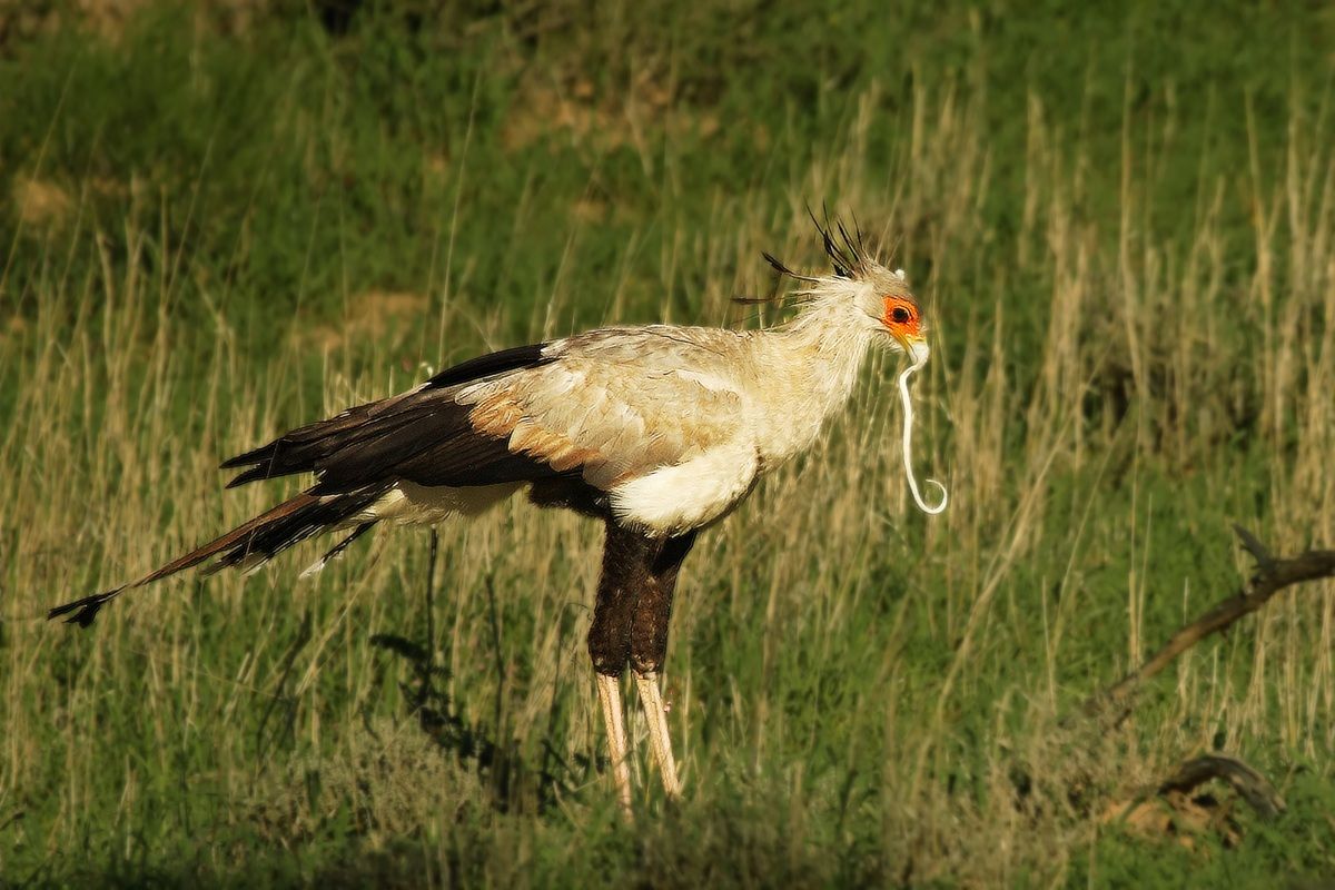 ヘビを捕食するヘビクイワシ（Shutterstock.com）