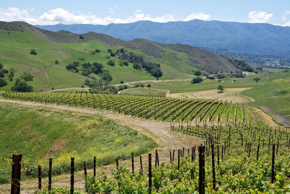 スター・レーンの畑（Photo by Richard Morley）