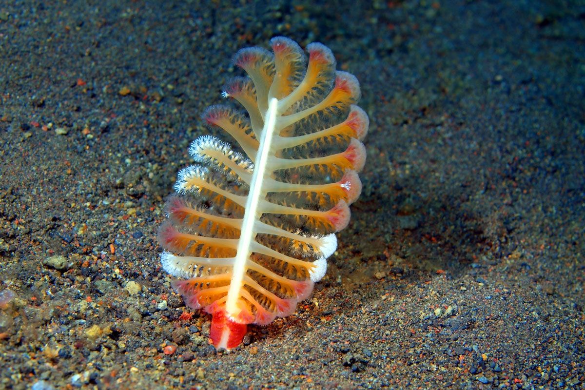 アンティークの羽ペンに似たウミエラ（Shutterstock.com）