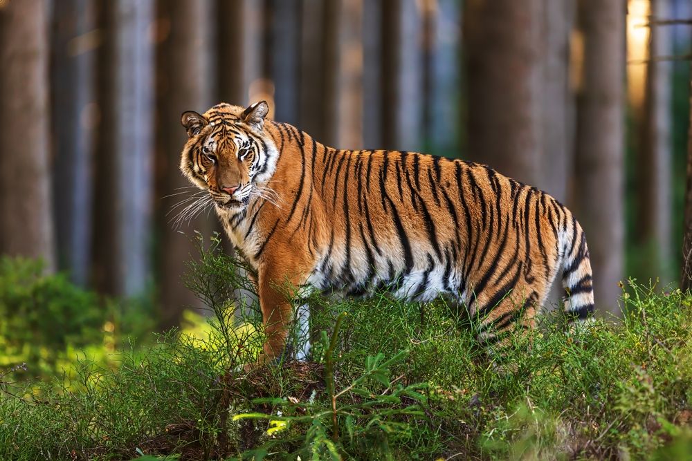 ベンガルトラ(Shutterstock.com)