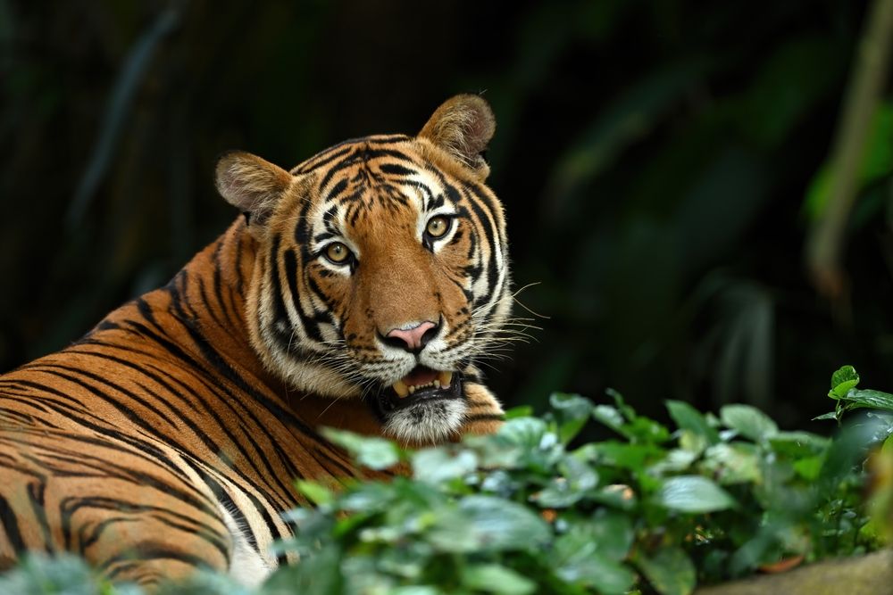 マレートラ(Shutterstock.com)