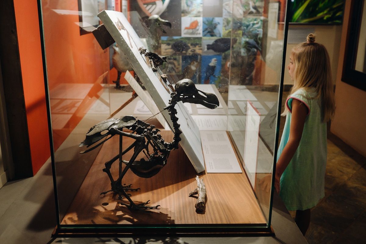 ドードーの骨格標本（Lobachad / Shutterstock.com）