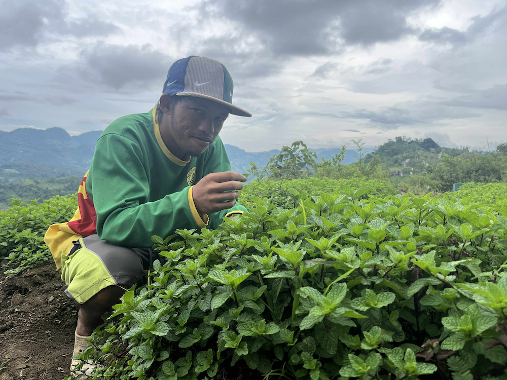 試験的に栽培されているミント