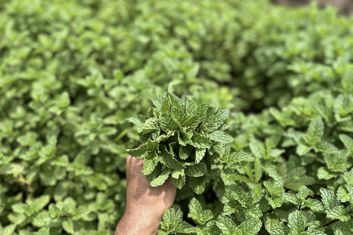 多分、世界にただ1本（40年前のリビアで売っていた水） 多分、世界