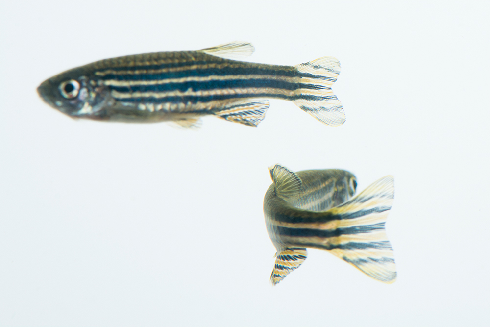 自閉症の魚から脳科学の常識を覆す、ASD研究のブレイクスルー | Forbes JAPAN 公式サイト（フォーブス ジャパン）
