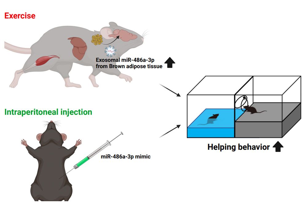 4週間運動させたマウスと、合成miR-486a-3pを投与したマウスのいずれも共感性が高まった。