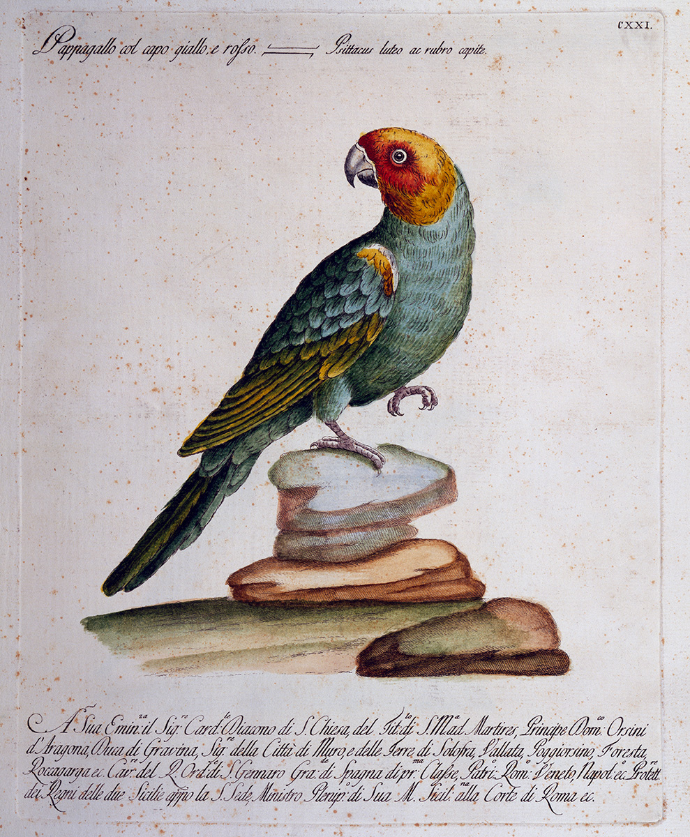 100年ほど前に相次いで絶滅した、北米の美しい鳥4種