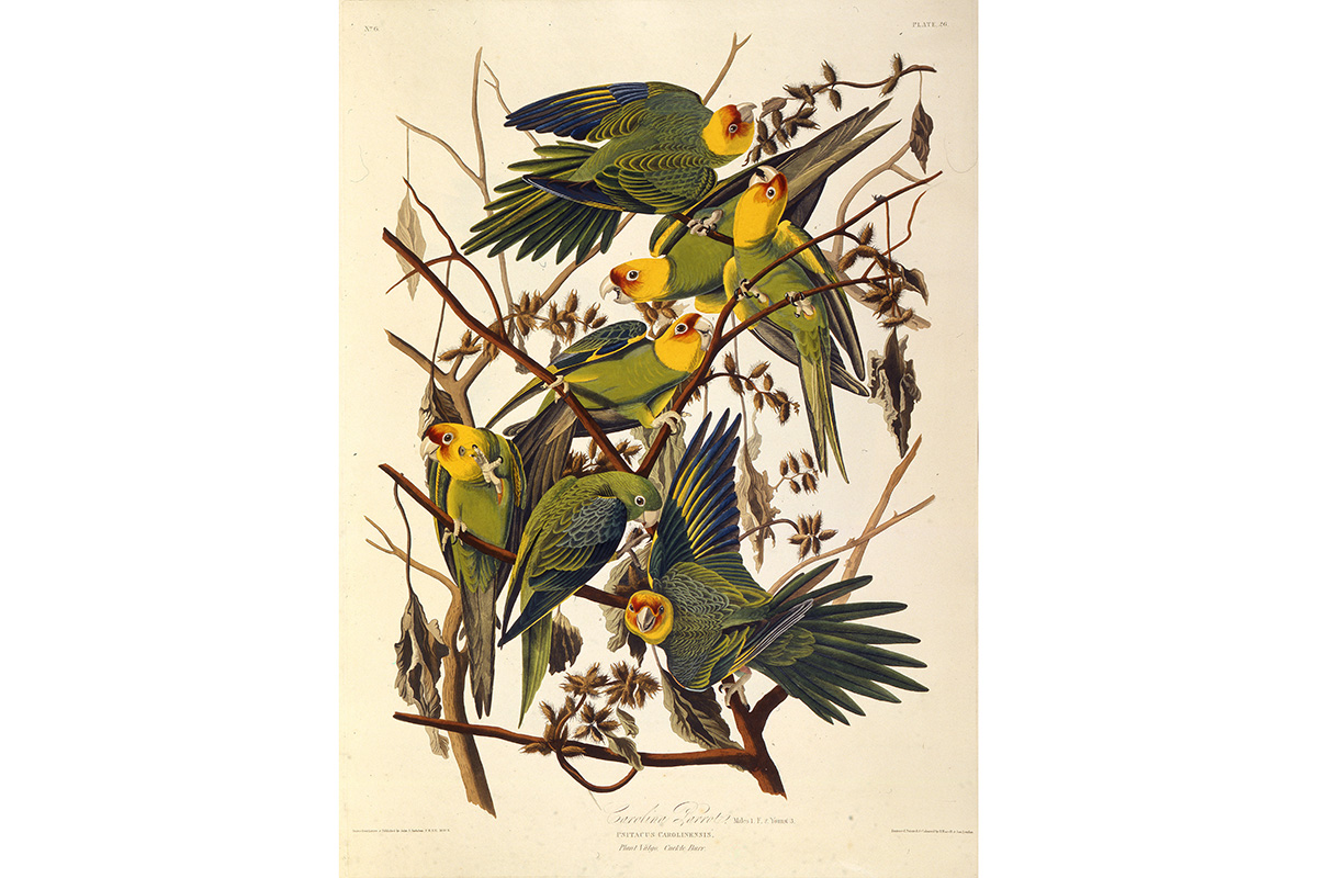 100年ほど前に相次いで絶滅した、北米の美しい鳥4種 | Forbes