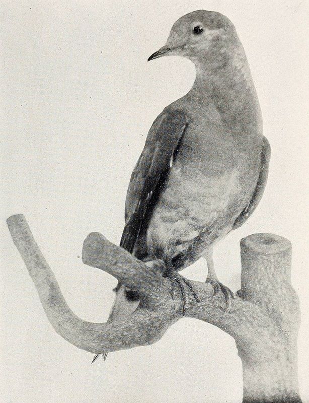 マーサのはく製（Shufeldt, Robert W.）