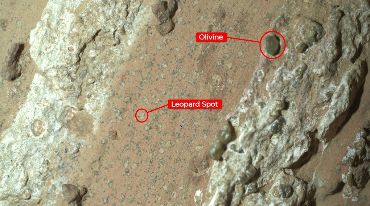 NASAの火星探査車パーシビアランスが2024年7月18日に撮影した岩石「チェヤバフォールズ」の画像。中央を縦に走る帯状の物質の表面には暗色の物質で縁取られた明色の小さな斑点群「レオパルドスポッツ（Leopard Spots）」がある。地球の堆積岩ではこの種の斑点が微生物のエネルギー源となる化学反応の結果として形成される。右側の白い硫酸カルシウム鉱脈には緑色のカンラン石（Olivine）の結晶が含まれている（NASA/JPL-Caltech/MSSS）