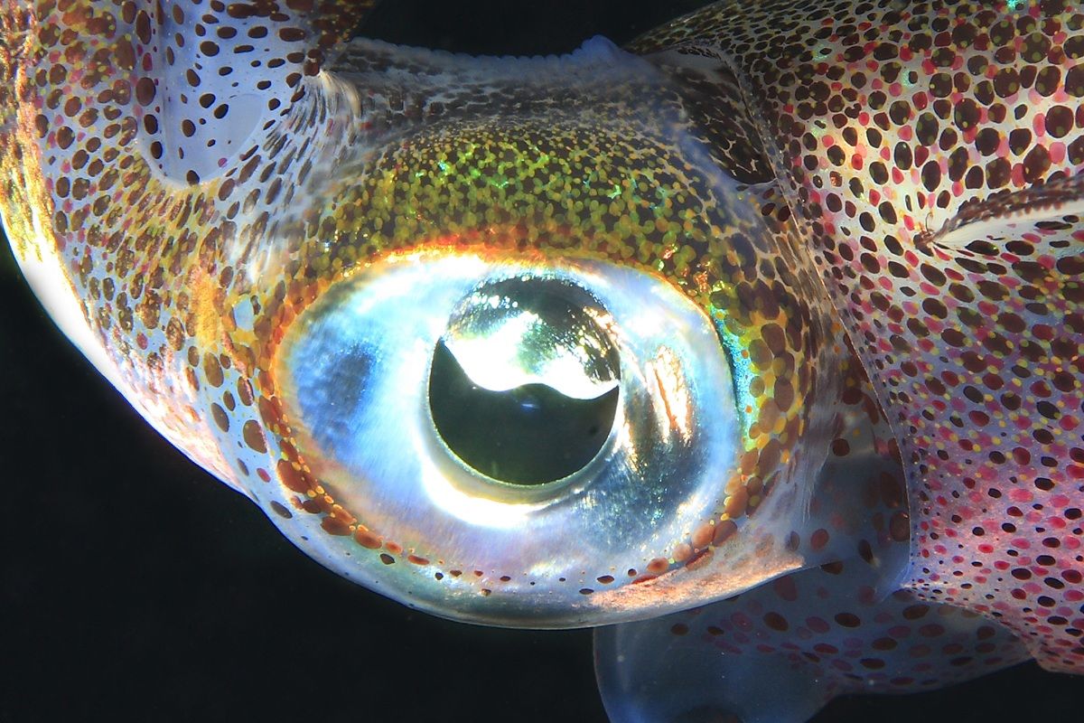 イカの眼（この写真はオーストラリアアオリイカのもの）（Shutterstock.com）