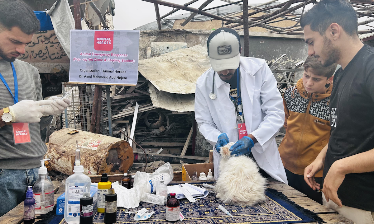 仮設の診療所「アニマルヒーローズ・ポップアップ・クリニック」で猫の治療をするアイエドさん（2024年4月撮影）／提供：Animal Heroes