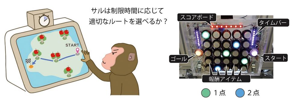 左はゲームの概念図。右は実際の実験装置。