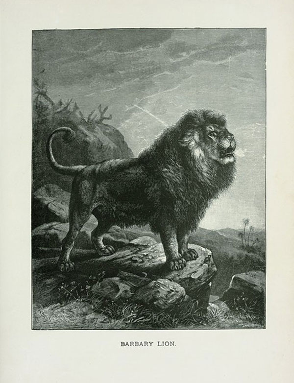 100年前に撮影されたバーバリライオン、絶滅前最後の写真 | サイエンス