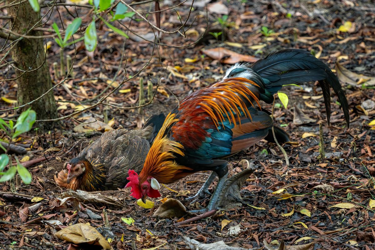 ニワトリの祖先、東南アジア原産の野鳥セキショクヤケイ（Shutterstock.com）