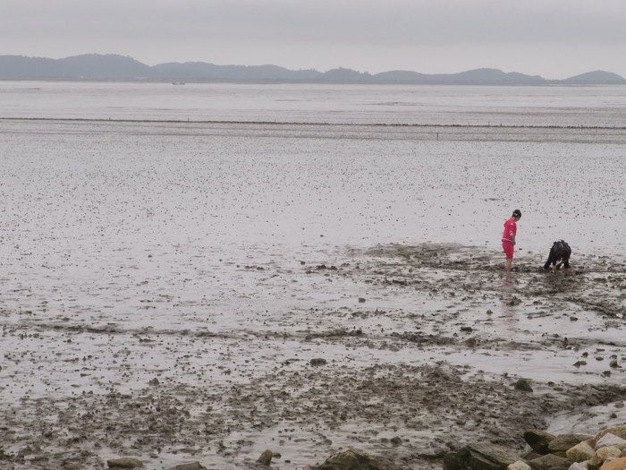 鴨緑江が黄海に注ぐ最下流域の干潮時の光景。地元の人たちが潮干狩りに興じている